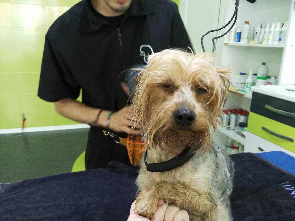 Como Cortarle El Pelo A Un Perro Que Muerde